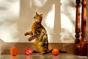 North Europe Holiday House