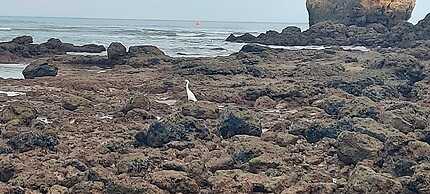 Jeannies Oura Estrela Apartamentos