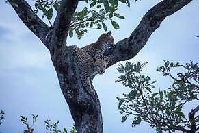 Simbavati Camp George