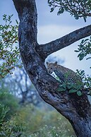 Simbavati Camp George