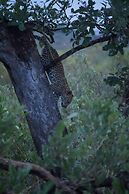 Simbavati Camp George