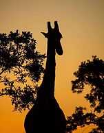 Simbavati Camp George