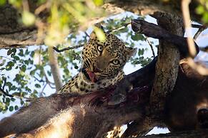 Simbavati Camp George