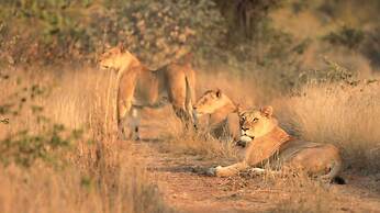 Simbavati Camp George