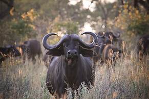 Jackalberry Tented Camp