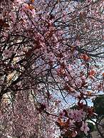 Casa Tua Vaticano Guest House