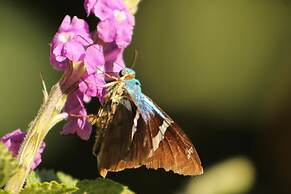 Hotel Bosque Verde Lodge