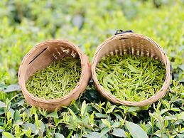 Four Points By Sheraton Chengdu, Pujiang Resort