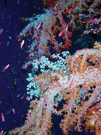 OBLU NATURE Helengeli - All-Inclusive with Free Transfers