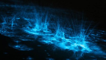 Distant Relatives Ecolodge & Backpackers