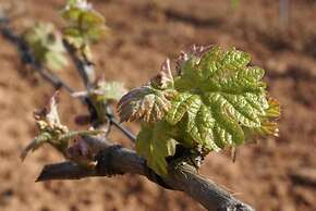 Casa Rural Magnanimus