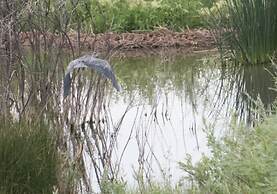 Boulder Mountain Guest Ranch