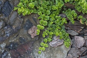 Organic Stay Guesthouse