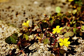 Unnie Guesthouse - Hostel