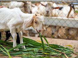 Mövenpick Resort Khao Yai