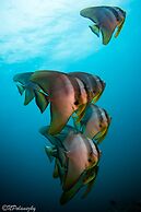 Forra Diving Resort - Pattaya Beach - Koh Lipe