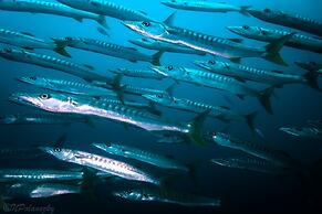 Forra Diving Resort - Pattaya Beach - Koh Lipe