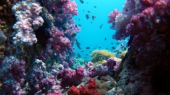 Forra Diving Resort - Sunrise Beach - Koh Lipe