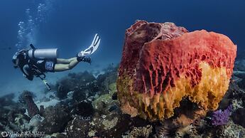 Forra Diving Resort - Sunrise Beach - Koh Lipe