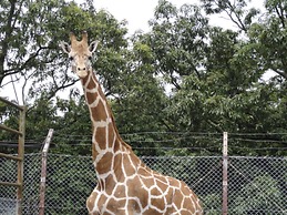 Ooedo Onsen Monogatari Hotel Ranpu