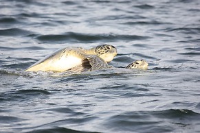 Hotel Vista al Tortuguero