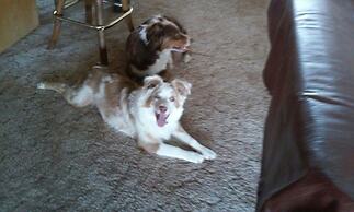 The Branded Calf B&B