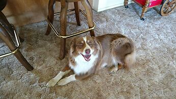 The Branded Calf B&B