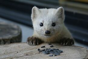 Lamp No Yado Moritsubetsu