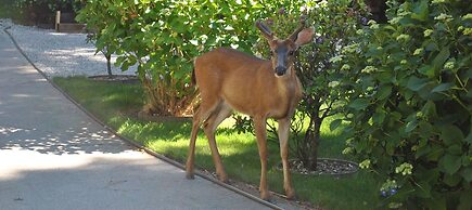 Madeira Park Vacation Suite