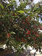 B&B Baglio degli Ulivi