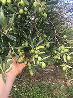 B&B Baglio degli Ulivi