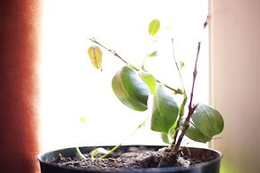 City Center Apartments Fourche