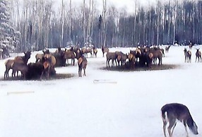 Hawkrock Wilderness Adventures