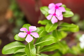 Angkor Une Fois Home Stay