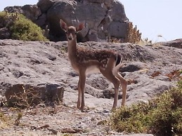 Amygdalies Apartments