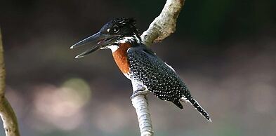 Tanji Bird Reserve Eco-lodge - Adults Only