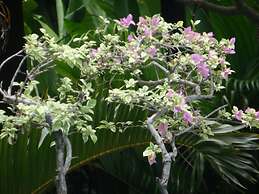 Tirta Sari Bungalows & Spa