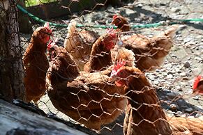 Glamping Resort Feriendorf