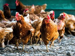 Glamping Resort Feriendorf