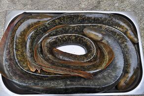 Hotel Restaurante Asador de Roxos Casa de Albardonedo