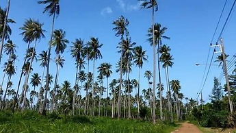 Banana Sunset Bar & Bungalows