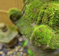 Monogusanoyado Hanasenkyo