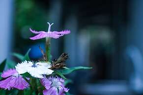White Guest