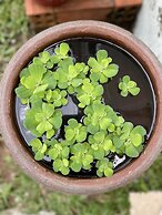 Tropical Garden Phu Quoc