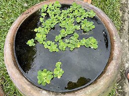 Tropical Garden Phu Quoc