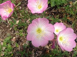 Riverside Tourist Park