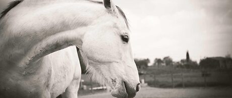 Podere Pievina Delle Corti