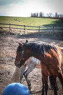 Wittgensteiner Landhaus - Adult Only