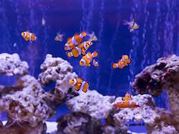 Ooedo Onsen Monogatari Premium Toba Saichoraku