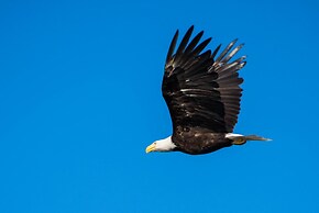 Nootka Island Lodge